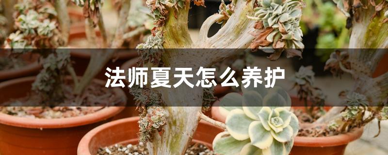 法师夏天怎么养护 法师夏天怎么养护