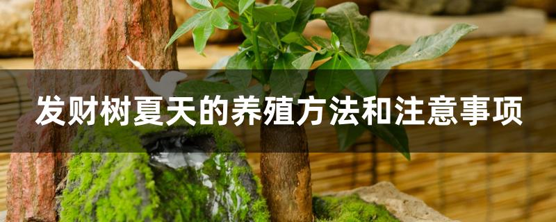 发财树夏天的养殖方法和注意事项 发财树夏天的养殖方法和注意事项