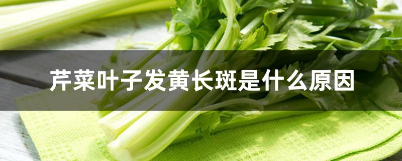 芹菜叶子发黄长斑是什么原因 芹菜叶子发黄长斑是什么原因