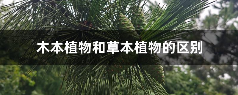 木本植物和草本植物的区别 木本植物和草本植物的区别