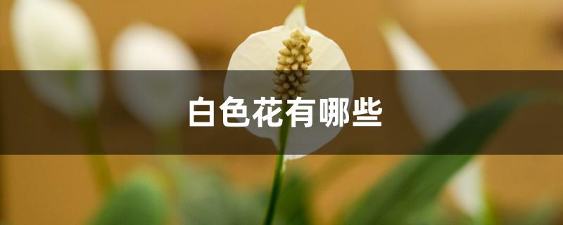 白色花有哪些 白色花有哪些