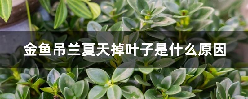 金鱼吊兰夏天掉叶子是什么原因 金鱼吊兰夏天掉叶子是什么原因