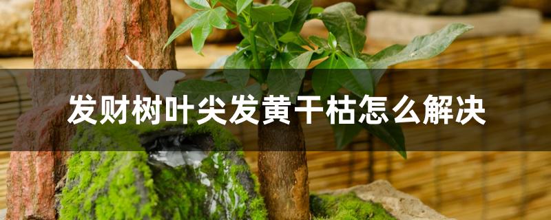 发财树叶尖发黄干枯怎么解决 发财树叶尖发黄干枯怎么解决