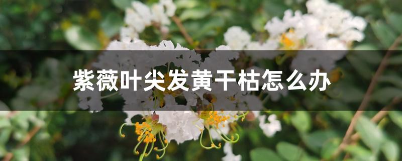 紫薇叶尖发黄干枯怎么办 紫薇叶尖发黄干枯怎么办