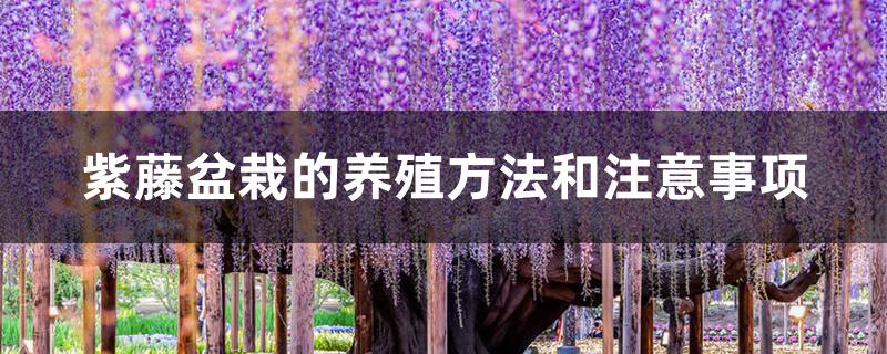 紫藤盆栽的养殖方法和注意事项 紫藤盆栽的养殖方法和注意事项