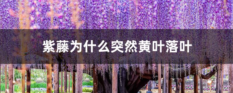 紫藤为什么突然黄叶落叶 紫藤为什么突然黄叶落叶