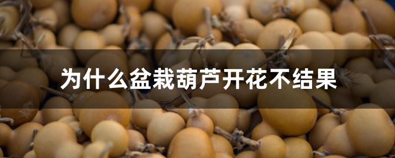 为什么盆栽葫芦开花不结果 为什么盆栽葫芦开花不结果
