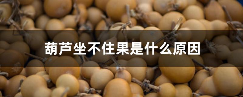 葫芦坐不住果是什么原因 葫芦坐不住果是什么原因