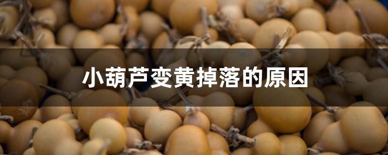 小葫芦变黄掉落的原因 小葫芦变黄掉落的原因