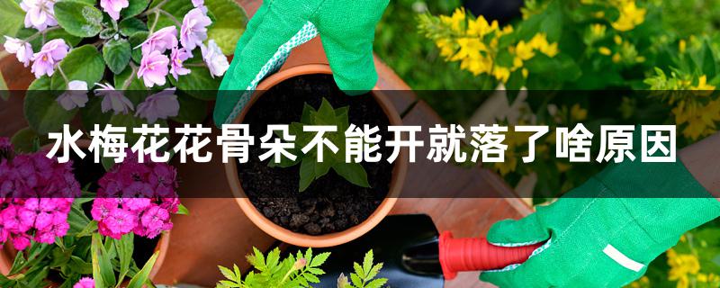 水梅花花骨朵不能开就落了啥原因 水梅花花骨朵不能开就落了啥原因