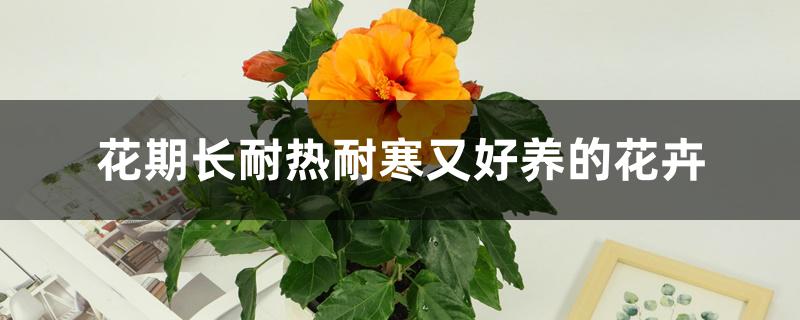 花期长耐热耐寒又好养的花卉 花期长耐热耐寒又好养的花卉