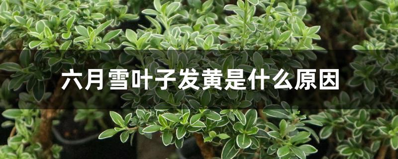 六月雪叶子发黄是什么原因 六月雪叶子发黄是什么原因