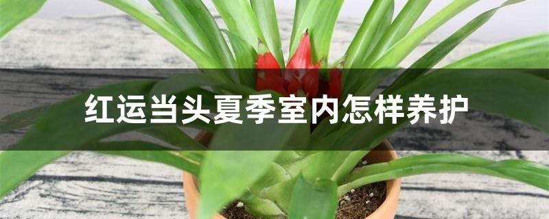 鸿运当头夏季室内怎样养护 鸿运当头夏季室内怎样养护