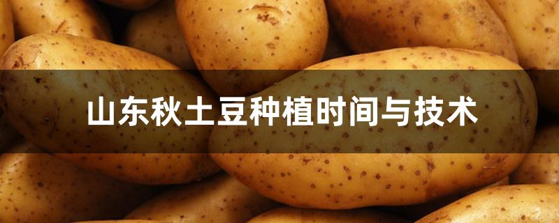 山东秋土豆种植时间与技术 山东秋土豆种植时间与技术