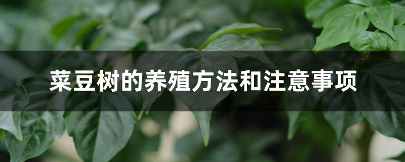 菜豆树的养殖方法和注意事项 菜豆树的养殖方法和注意事项