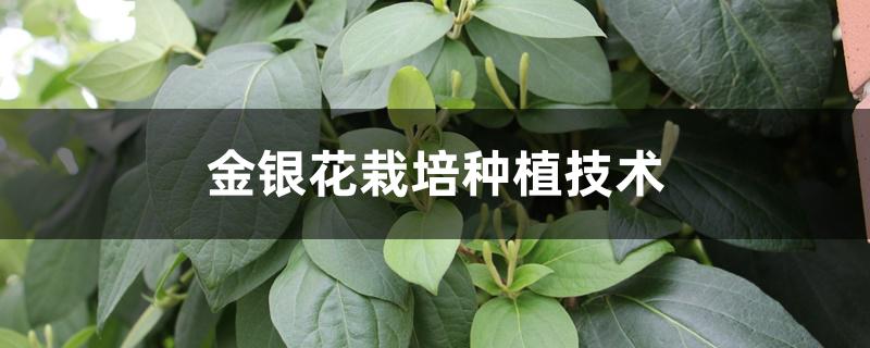 金银花栽培种植技术 金银花栽培种植技术