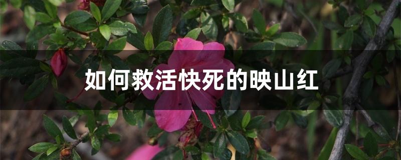 如何救活快死的映山红 如何救活快死的映山红