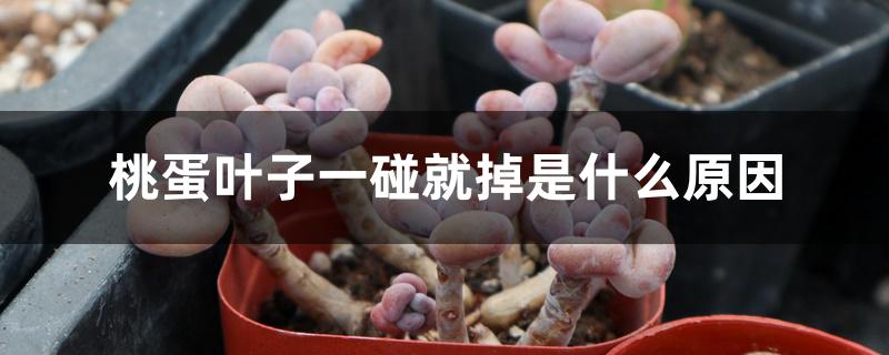 桃蛋叶子一碰就掉是什么原因 桃蛋叶子一碰就掉是什么原因
