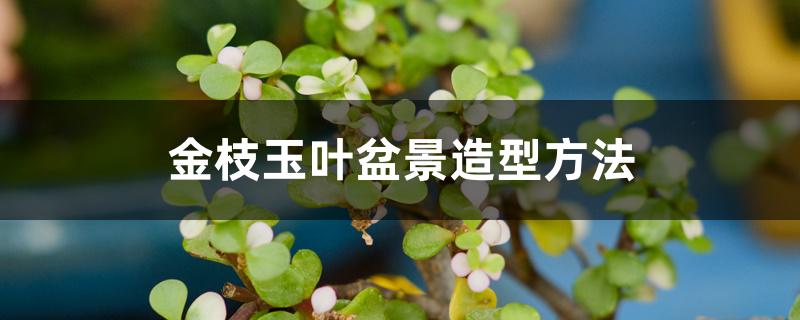 金枝玉叶盆景造型方法 金枝玉叶盆景造型方法