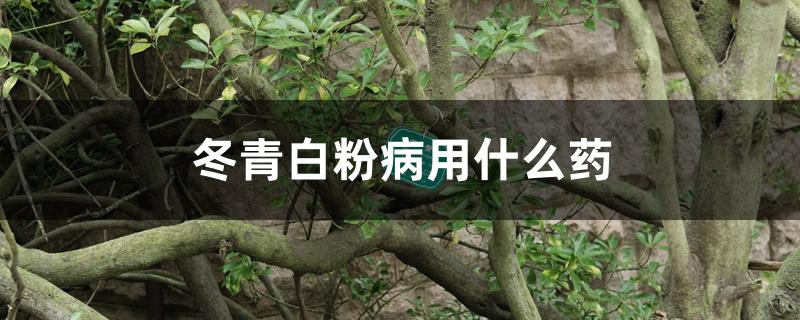 冬青白粉病用什么药 冬青白粉病用什么药