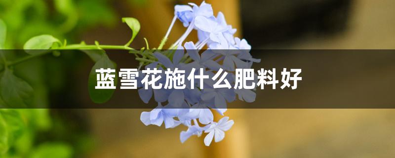蓝雪花施什么肥料好