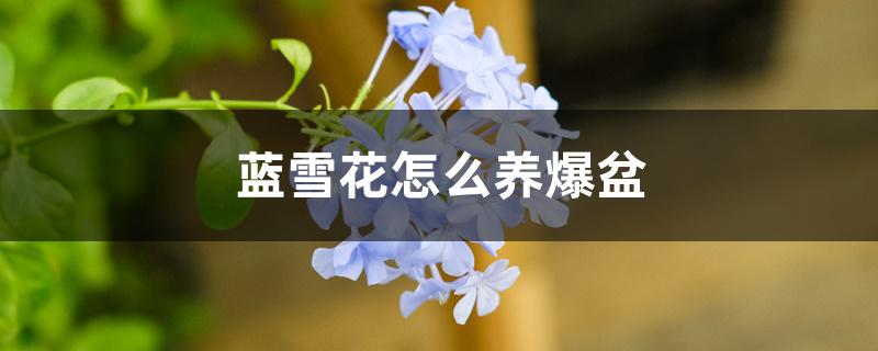 蓝雪花怎么养爆盆 蓝雪花怎么养爆盆
