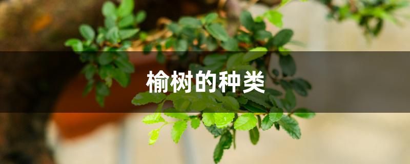 榆树的种类 榆树的种类