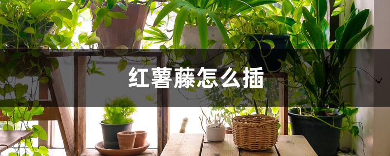 红薯藤怎么插 红薯藤怎么插