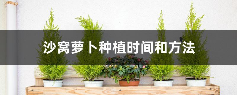 沙窝萝卜种植时间和方法 沙窝萝卜种植时间和方法