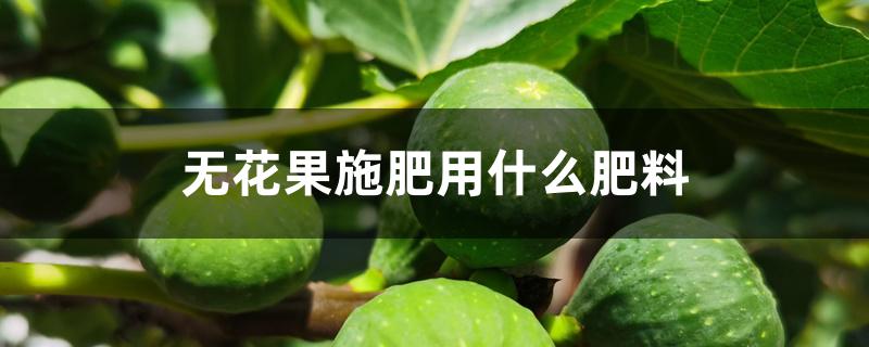 无花果施肥用什么肥料 无花果施肥用什么肥料