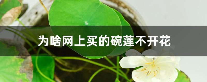 为啥网上买的碗莲不开花 为啥网上买的碗莲不开花