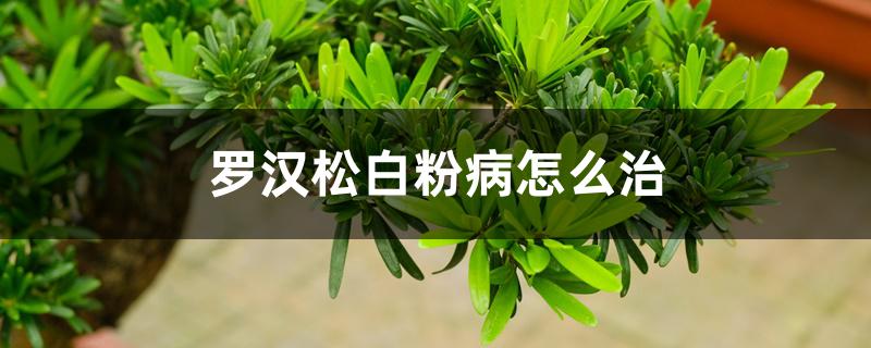 罗汉松白粉病怎么治 罗汉松白粉病怎么治