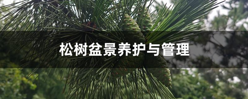 松树盆景养护与管理 松树盆景养护与管理