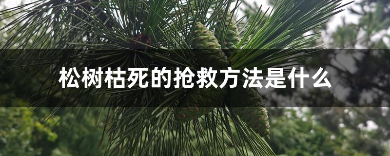 松树枯死的抢救方法是什么 松树枯死的抢救方法是什么