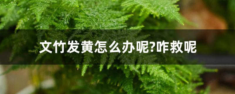 文竹发黄怎么办呢?咋救呢