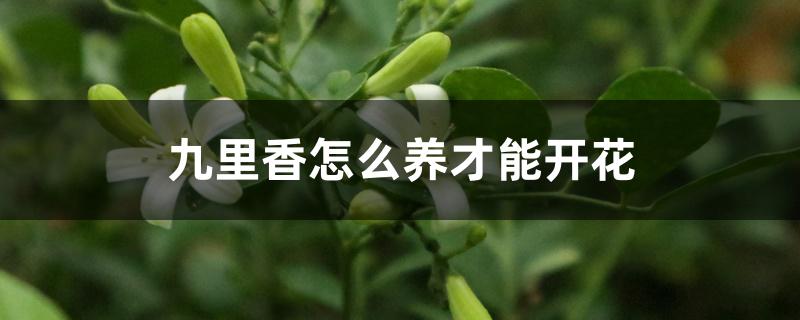 九里香怎么养才能开花 九里香怎么养才能开花