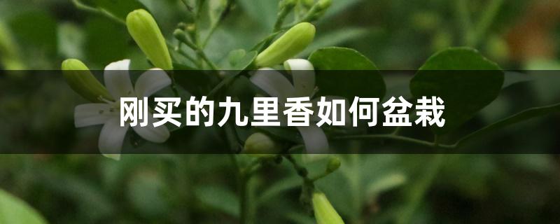 刚买的九里香如何盆栽