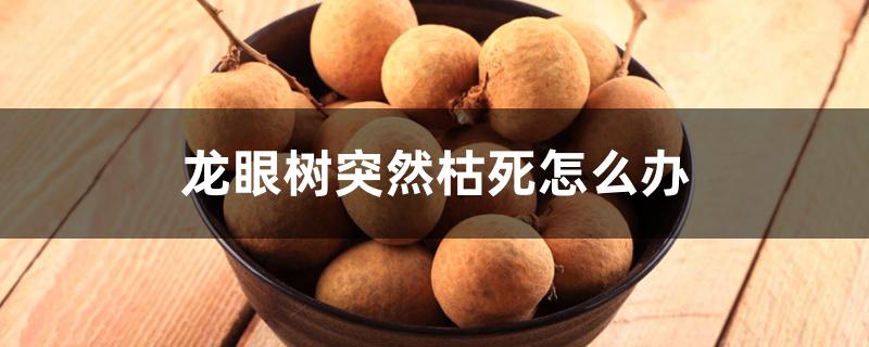 龙眼树突然枯死怎么办 龙眼树突然枯死怎么办