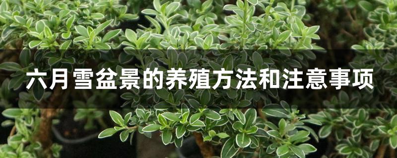 六月雪盆景的养殖方法和注意事项 六月雪盆景的养殖方法和注意事项