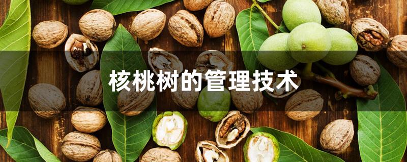 核桃树的管理技术 核桃树的管理技术