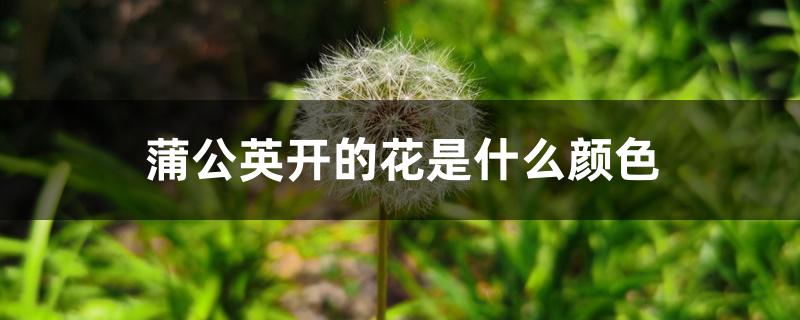 蒲公英开的花是什么颜色 蒲公英开的花是什么颜色