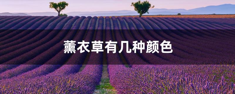 薰衣草有几种颜色 薰衣草有几种颜色