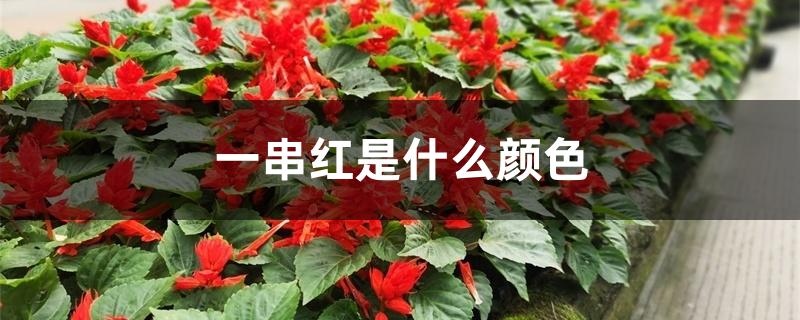 一串红是什么颜色 一串红是什么颜色