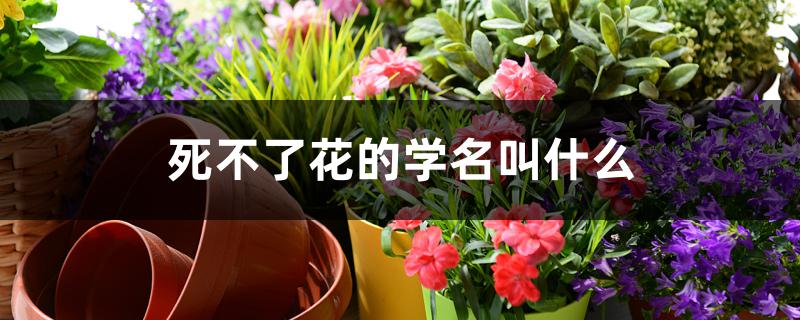 死不了花的学名叫什么 死不了花的学名叫什么