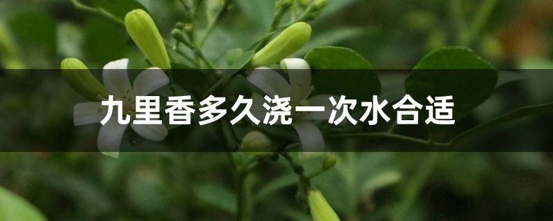 九里香多久浇一次水合适