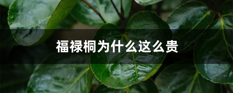 福禄桐为什么这么贵