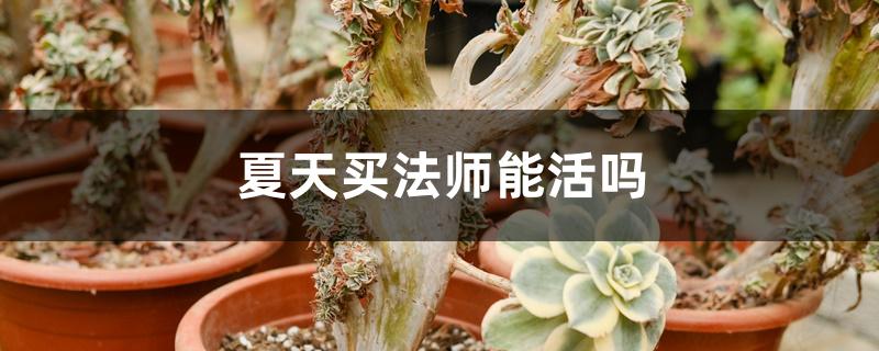 夏天买法师能活吗 夏天买法师能活吗