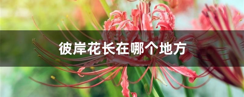 彼岸花长在哪个地方 彼岸花长在哪个地方