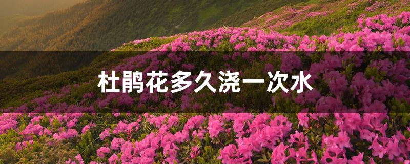 杜鹃花多久浇一次水 杜鹃花多久浇一次水