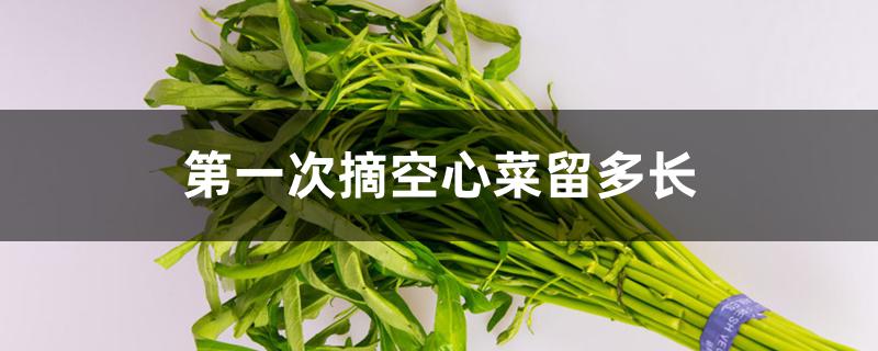 第一次摘空心菜留多长 第一次摘空心菜留多长